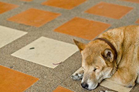 sleeping dogの写真素材