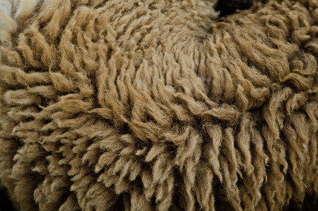 sheepskin texturel backgroundの写真素材