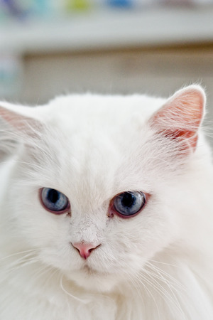 cat scaredの写真素材