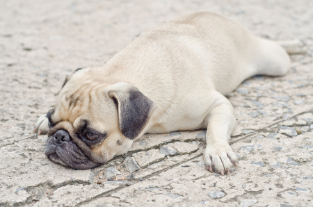 Cute pug lying,dog very saddの写真素材