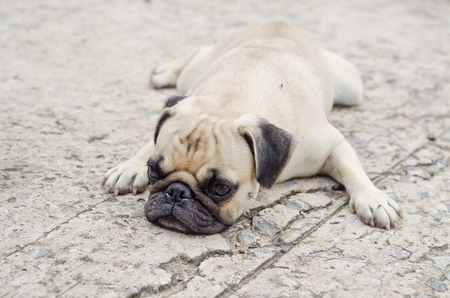 Cute pug lying,dog very saddの写真素材