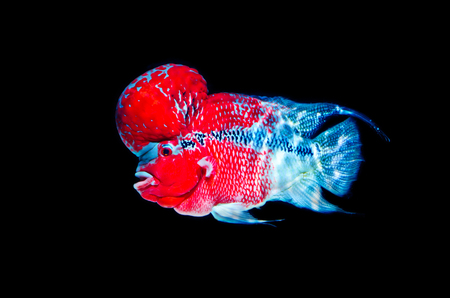 Flowerhorn Cichlid Fish Colorful fish with black Background.の写真素材