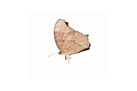 Dead butterfly on a white backgroundの写真素材