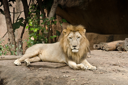 Big male lion lying.Portrait of a Beautiful lion,の写真素材