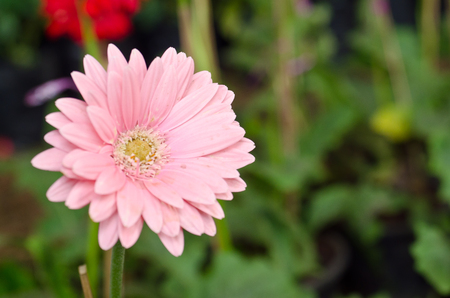 Beautiful gerbera flowerの写真素材