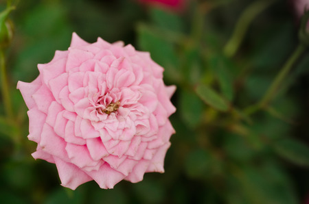 Red Rose beautiful for Valentines Day backgroundの写真素材