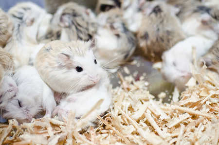 Hamsters sleep but have one wake upの写真素材
