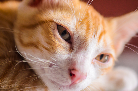 cat sleep.の写真素材