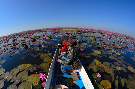 "TALY BUA DAEANG" driver Thai Taxi Boat,in RED LOTUS SEA ,The sea of red and pink water lilies lake at Nong Harn, Kumphawapi, Udon Thani, Thailand,のeditorial素材