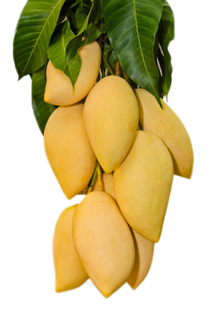 Ripe mango on white backgroundの写真素材
