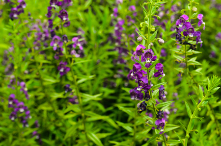 Forget-me-nots flowersの写真素材