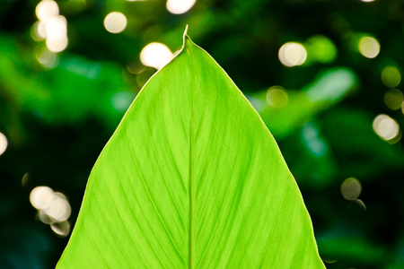 green Leafの写真素材
