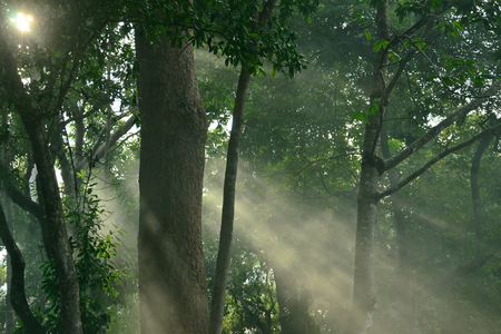 Green Natural Beech Tree Forest illuminated by Sunbeams through Fogの写真素材