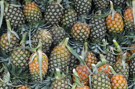 Pineapple background/ hawaiian pineapples background,A lot of pineapple fruit backgroundの写真素材