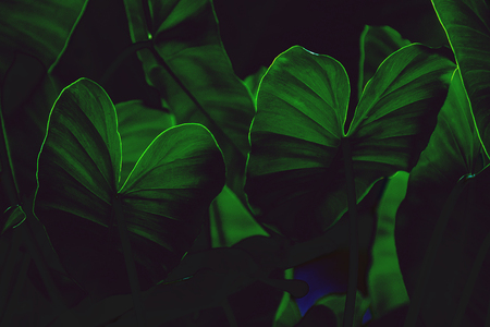 Creative tropical green leaves,for background,vintage tone.の写真素材