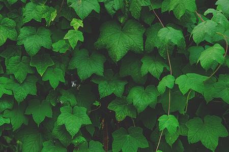 tropical green leaf texture,for background,vintage tone.の写真素材