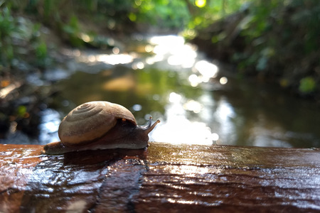 Snail (Scutalus, Achatina fulica.) crawling on concrete wood wall in the afternoon. They have a...