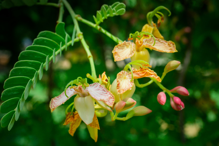 tamarind flower on tree tamarindの写真素材