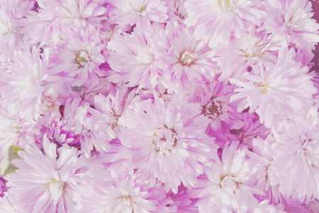 Unfocused blur flower petals,Summer blossoming delicate flower on blooming flowers festive background, pastel and soft bouquet floral cardの写真素材