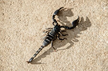 Emperor Scorpion on the cement floor,Hard light makes to shadow of Scorpion.の写真素材