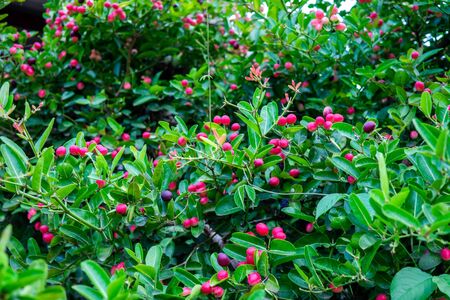 Karanda herb on tree, Carissa carandas, Carunda, Karonda seeds ripe pink or red colorful, tropical...