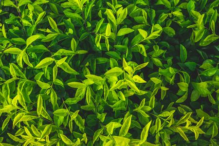 abstract green leaf texture,tropical leaf, dark green foliage in rain forest, nature backgroundの写真素材
