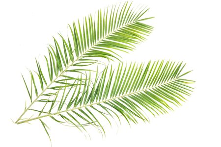 palm leaves on a white wall.Green leaves of palm tree