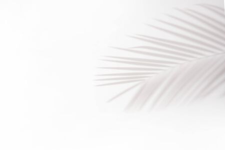 shadows of palm leaves on a white wall.natural leaves tree branch falling on white wall texture for background and wallpaper,の写真素材