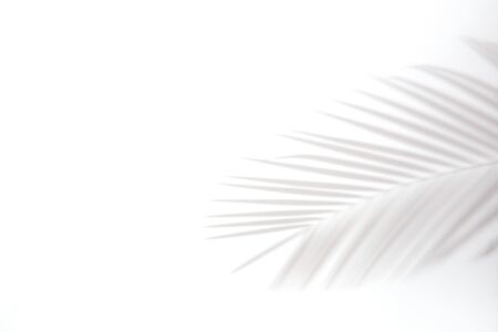 shadows of palm leaves on a white wall.natural leaves tree branch falling on white wall texture for background and wallpaper,の写真素材