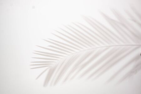 shadows of palm leaves on a white wall.natural leaves tree branch falling on white wall texture for...
