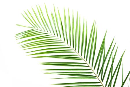 palm leaves on a white wall.Green leaves of palm treeの写真素材