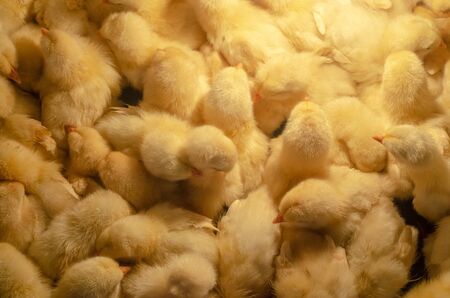 A newborn chicken is knocked out of an egg, brood of small chicks. Close up. Hatching Chick in a...