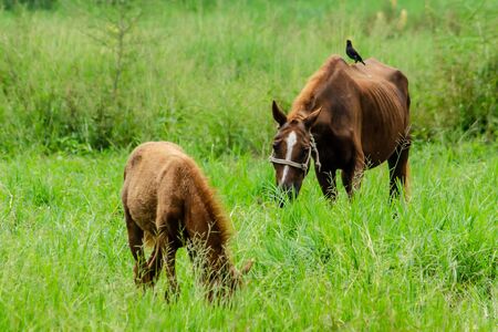 The horse is eating grassの写真素材