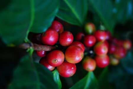 Raw coffee beans on the coffee treeの写真素材