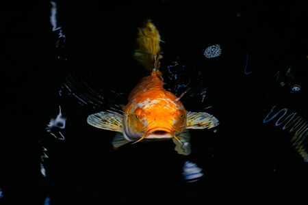 Japan Koi fish swimming in a water garden, fancy carp fish,koi fishes, Koi Fish swim in pond....