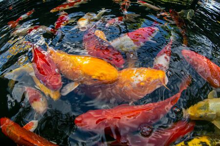 Japan Koi fish swimming in a water garden, fancy carp fish, koi fishes, Koi Fish swim in pondの写真素材