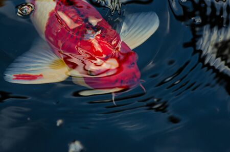 Japan Koi fish swimming in a water garden,fancy carp fish,koi fishes,Koi Fish swim in pond.Isolate background is black.Fancy Carp or Koi Fish are red,orangeの写真素材