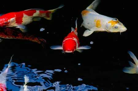 Japan Koi fish swimming in a water garden,fancy carp fish,koi fishes,Koi Fish swim in pond.Isolate...