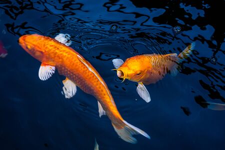 Japan Koi fish swimming in a water garden,fancy carp fish,koi fishes,Koi Fish swim in pond.Isolate background is black.Fancy Carp or Koi Fish are red,orangeの写真素材