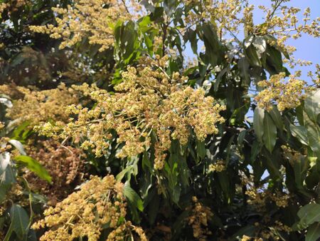 Mango flowers are tropical fruit on mango trees.