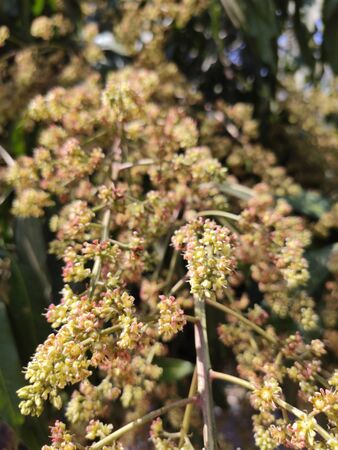 Mango flowers are tropical fruit on mango trees.の写真素材