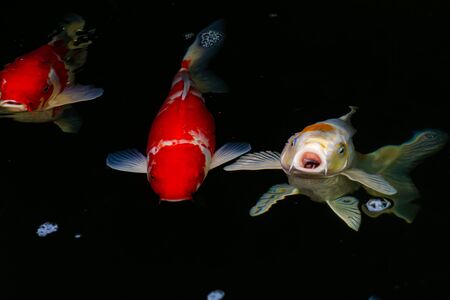 Japan Koi fish swimming in a water garden,fancy carp fish,koi fishes,Koi Fish swim in pond.Isolate background is black.Fancy Carp or Koi Fish are red,orangeの写真素材