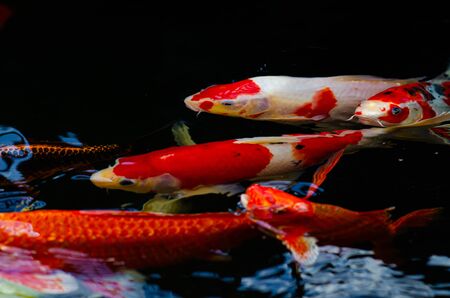 Japan Koi fish swimming in a water garden,fancy carp fish,koi fishes,Koi Fish swim in pond.Isolate background is black.Fancy Carp or Koi Fish are red,orangeの写真素材
