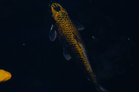 Japan Koi fish swimming in a water garden,fancy carp fish,koi fishes,Koi Fish swim in pond.Isolate...