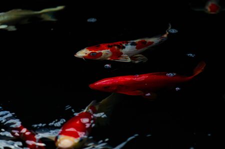 Japan Koi fish swimming in a water garden,fancy carp fish,koi fishes,Koi Fish swim in pond.Isolate background is black.Fancy Carp or Koi Fish are red,orangeの写真素材