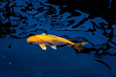 Japan Koi fish swimming in a water garden,fancy carp fish,koi fishes,Koi Fish swim in pond.Isolate background is black.Fancy Carp or Koi Fish are red,orangeの写真素材