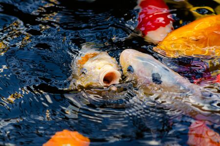 Japan Koi fish swimming in a water garden,fancy carp fish,koi fishes,Koi Fish swim in pond.Isolate background is black.Fancy Carp or Koi Fish are red,orangeの写真素材