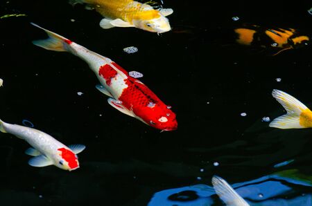 Japan Koi fish swimming in a water garden,fancy carp fish,koi fishes,Koi Fish swim in pond.Isolate background is black.Fancy Carp or Koi Fish are red,orangeの写真素材