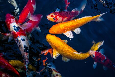 Japan Koi fish swimming in a water garden,fancy carp fish,koi fishes,Koi Fish swim in pond.Isolate background is black.Fancy Carp or Koi Fish are red,orangeの写真素材