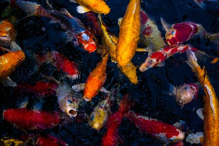 Japan Koi fish swimming in a water garden,fancy carp fish,koi fishes,Koi Fish swim in pond.Isolate background is black.Fancy Carp or Koi Fish are red,orangeの写真素材
